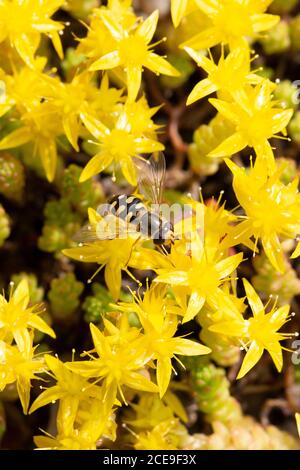 Survol Eupedes luniger se nourrissant sur la stonecrop de Goldmoss (acre de Sedum) Banque D'Images