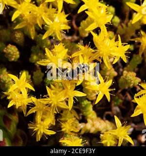 Survol Eupedes luniger se nourrissant sur la stonecrop de Goldmoss (acre de Sedum) Banque D'Images