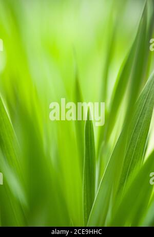 Printemps : herbe verte. Utile comme modèle environnemental Banque D'Images