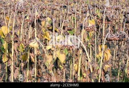 Gros plan tournesols séchés Banque D'Images