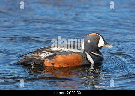 Canard arlequin / canard peint (Histrionicus histrionicus) homme / drake dans l'élevage plumage natation dans l'eau dans été Banque D'Images