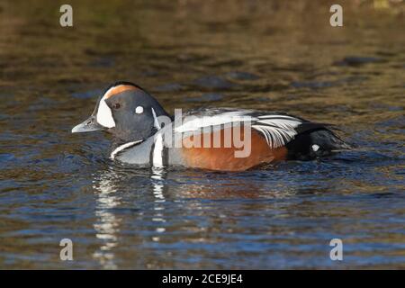 Canard arlequin / canard peint (Histrionicus histrionicus) homme / drake dans l'élevage plumage natation dans l'eau dans été Banque D'Images