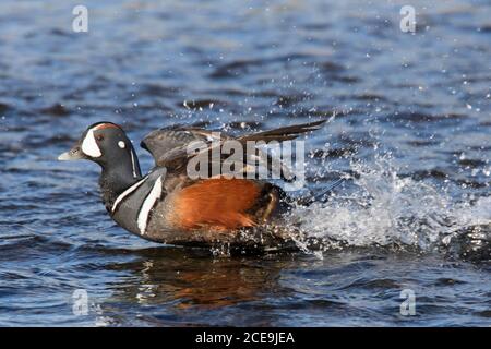 Canard arlequin / canard peint (Histrionicus histrionicus) homme / drake dans la reproduction plumage décollage de l'eau surface en été Banque D'Images