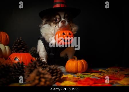 Adorable chien chihuahua portant un chapeau de sorcière Halloween et tenant une citrouille sur fond sombre. Banque D'Images