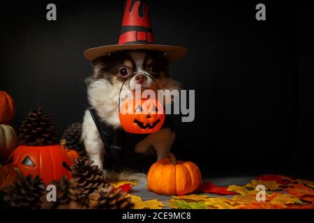 Adorable chien chihuahua portant un chapeau de sorcière Halloween et tenant une citrouille sur fond sombre. Banque D'Images