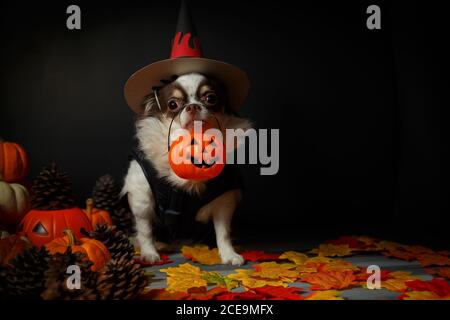 Adorable chien chihuahua portant un chapeau de sorcière Halloween et tenant une citrouille sur fond sombre. Banque D'Images