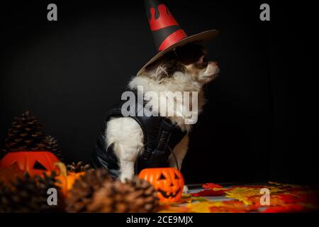 Adorable chien chihuahua portant un chapeau de sorcière Halloween avec citrouille sur fond sombre. Banque D'Images