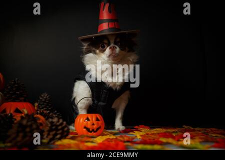 Adorable chien chihuahua portant un chapeau de sorcière Halloween avec citrouille sur fond sombre. Banque D'Images