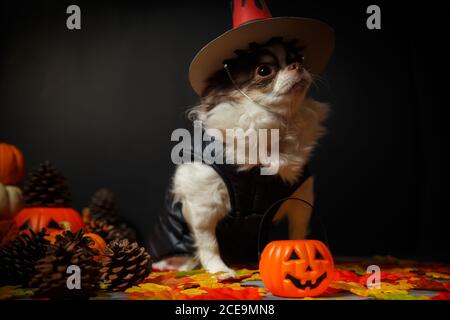 Adorable chien chihuahua portant un chapeau de sorcière Halloween avec citrouille sur fond sombre. Banque D'Images