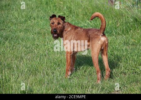 Gros plan d'un chien Terrier irlandais Banque D'Images