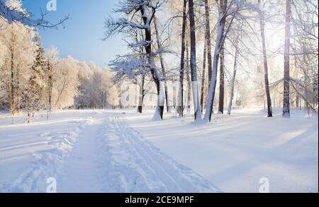 Matin dans Winter Park Banque D'Images