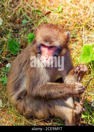 Un singe macaque jouant avec un bâton tout en étant assis dans l'herbe. Banque D'Images