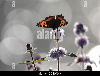 Petit papillon tortoiseshell, Aglais urticae, sur la tête de fleur avec fond de bokeh. Prise à la réserve naturelle de Marfield, Masham, North Yorkshire Banque D'Images