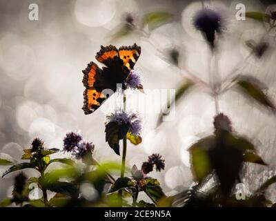 Petit papillon tortoiseshell, Aglais urticae, sur la tête de fleur avec fond de bokeh. Prise à la réserve naturelle de Marfield, Masham, North Yorkshire Banque D'Images