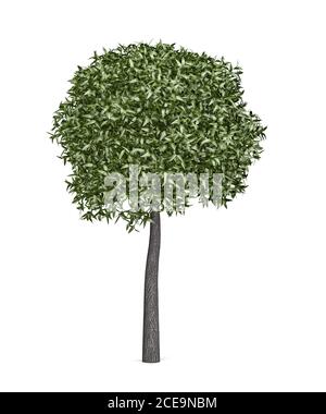 Petit saule isolé sur fond blanc - rendu 3D Banque D'Images
