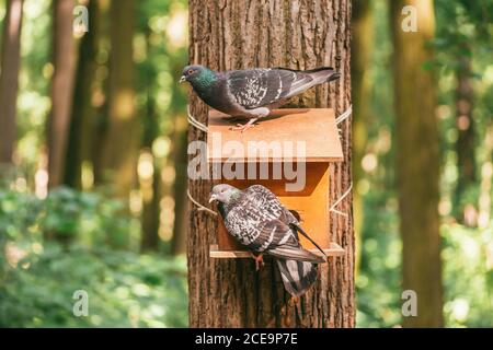 Deux pigeons assis sur un grand bac en bois cloué au tronc d'un arbre dans la forêt Banque D'Images