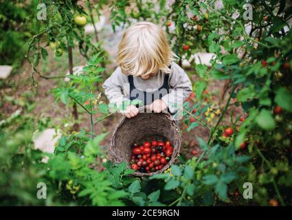 Petit garçon collectant des tomates cerises à l'extérieur dans le jardin, concept de mode de vie durable. Banque D'Images