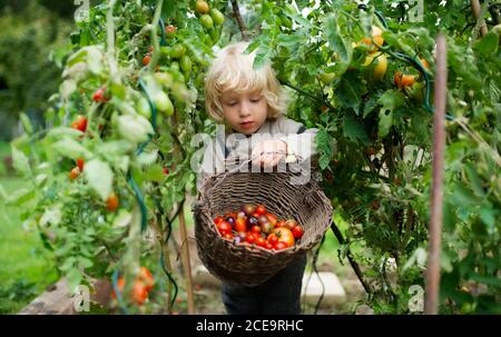 Petit garçon collectant des tomates cerises à l'extérieur dans le jardin, concept de mode de vie durable. Banque D'Images