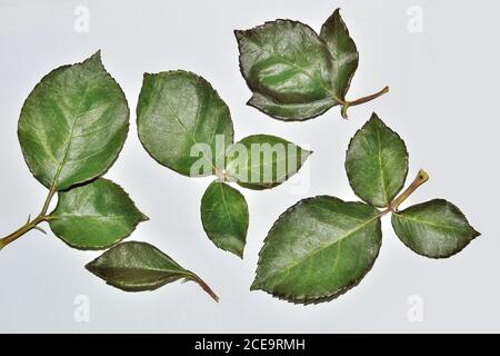 Ensemble de feuilles de rose fraîches isolées sur fond blanc Banque D'Images