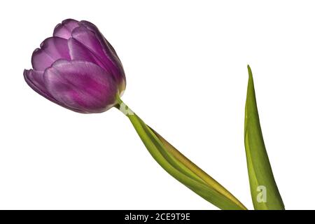 Une fleur de tulipe mauve, isolée sur fond blanc Banque D'Images