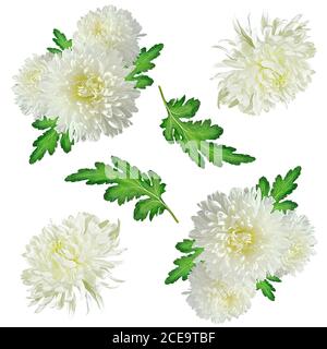 Motif fleuri sans couture avec chrysanthèmes blancs sur fond blanc Banque D'Images