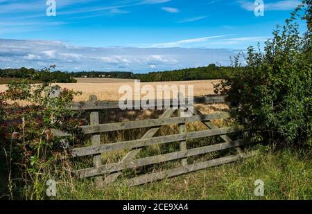 Ancienne clôture en bois surplombant le paysage agricole avec champ de céréales à grain lors d'une journée ensoleillée d'été, East Lothian, Écosse, Royaume-Uni Banque D'Images