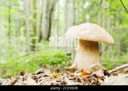 Champignons blancs en forêt d'automne. Banque D'Images