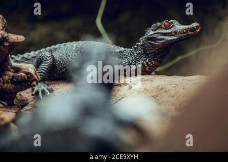 Les petits crocodiles mignons qui traînent sur le rocher dans une belle enceinte incroyable zoo Banque D'Images