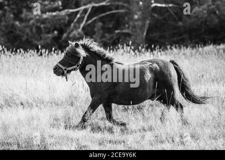 Photo en noir et blanc d'un adorable poney en herbe par beau temps Banque D'Images