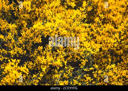 Fleurs fleuries de couleur jaune vif sur les branches d'un buisson. Banque D'Images