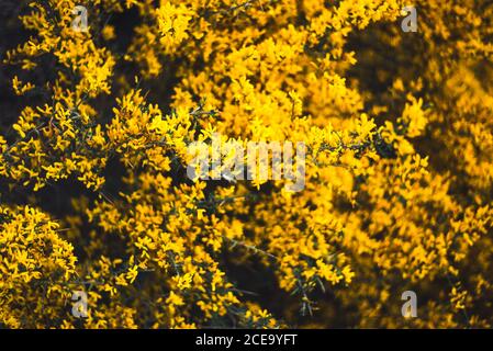 Fleurs fleuries de couleur jaune vif sur les branches d'un buisson. Banque D'Images
