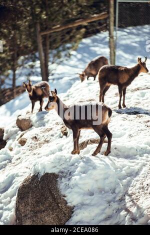 Troupeau de chèvres sauvages pasteurs sur la montagne près de la forêt d'hiver en journée ensoleillée à les angles, Pyrénées, France Banque D'Images