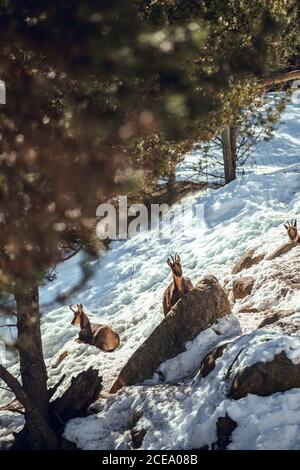 Troupeau de chèvres sauvages pasteurs sur la montagne près de la forêt d'hiver en journée ensoleillée à les angles, Pyrénées, France Banque D'Images