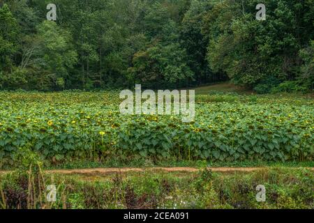 Un champ de ferme plein de tournesols finis qui flétrissent et pleuchent prêt pour la récolte avec les bois en arrière-plan sur un jour d'automne nuageux Banque D'Images