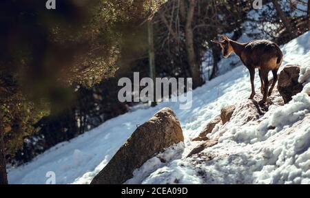 Troupeau de chèvres sauvages pasteurs sur la montagne près de la forêt d'hiver en journée ensoleillée à les angles, Pyrénées, France Banque D'Images