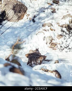 Pack de loups sauvages sur une colline rocheuse en journée ensoleillée en hiver à les angles, Pyrénées, France Banque D'Images