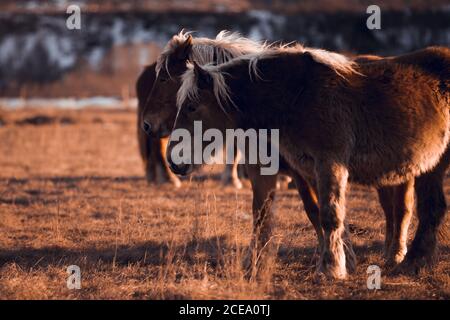 Vue latérale de magnifiques chevaux pasteurs sur la prairie entre les montagnes au coucher du soleil à Cerdanya, France Banque D'Images