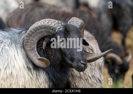 Troupeau de moutons Heidschnucken, dans le Höpener Heath, Schneverdingen, fleur de bruyère de la lande de balais, dans la réserve naturelle de Lüneburger Heath, Basse-Saxe Banque D'Images