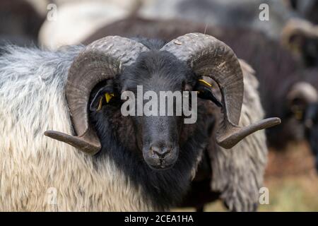 Troupeau de moutons Heidschnucken, dans le Höpener Heath, Schneverdingen, fleur de bruyère de la lande de balais, dans la réserve naturelle de Lüneburger Heath, Basse-Saxe Banque D'Images