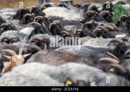 Troupeau de moutons Heidschnucken, dans le Höpener Heath, Schneverdingen, fleur de bruyère de la lande de balais, dans la réserve naturelle de Lüneburger Heath, Basse-Saxe Banque D'Images