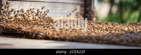 Une colonie d'abeilles est transférée et se déplace dans une nouvelle boîte à abeilles Banque D'Images