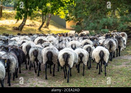 Troupeau de moutons Heidschnucken, dans le Höpener Heath, Schneverdingen, fleur de bruyère de la lande de balais, dans la réserve naturelle de Lüneburger Heath, Basse-Saxe Banque D'Images