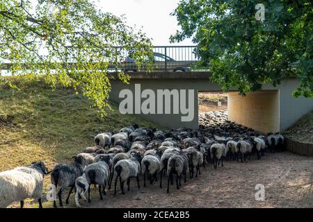 Troupeau de moutons Heidschnucken, dans le Höpener Heath, Schneverdingen, fleur de bruyère de la lande de balais, dans la réserve naturelle de Lüneburger Heath, Basse-Saxe Banque D'Images