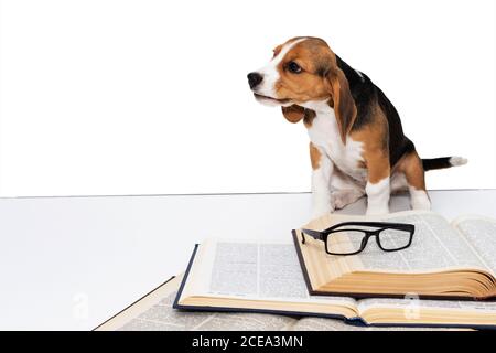Mignon beagle chiot avec un livre et des lunettes. Banque D'Images