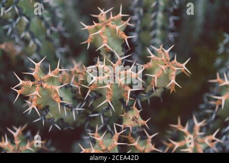 Cactus à pointes vertes en gros plan Banque D'Images