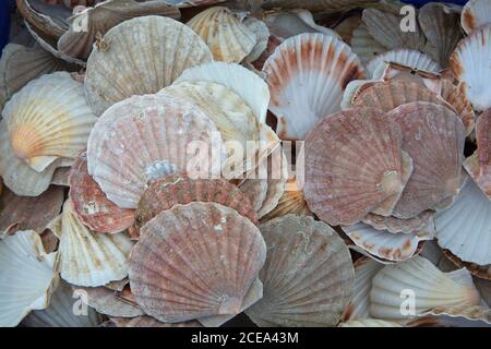 Coquilles de pétoncles cornouailles vides, Mullion Cove, Cornwall, Royaume-Uni Banque D'Images