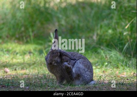 le lapin mange la feuille sur l'herbe verte Banque D'Images