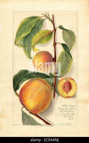 Pêches, variétés Early Crawford et Little Peach, Grimsby, Ontario, Canada, Aquarelle Illustration d'Amanda Almira Newton, collection d'aquarelles Pomologiques du ministère de l'Agriculture des États-Unis, 1909 Banque D'Images