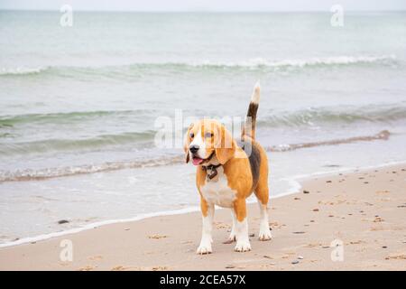 Mignon tricolore Beagle chiot, triste look. En attente du propriétaire. Banque D'Images