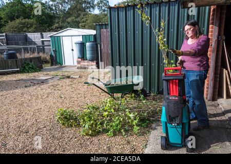 Femme nourrissant des branches élaguées dans l'hespérie de jardin avant de les mettre sur le tas de compost. NB: Autorisation de propriété disponible pour tous sauf l'équipement. Banque D'Images